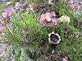 Natur 0001